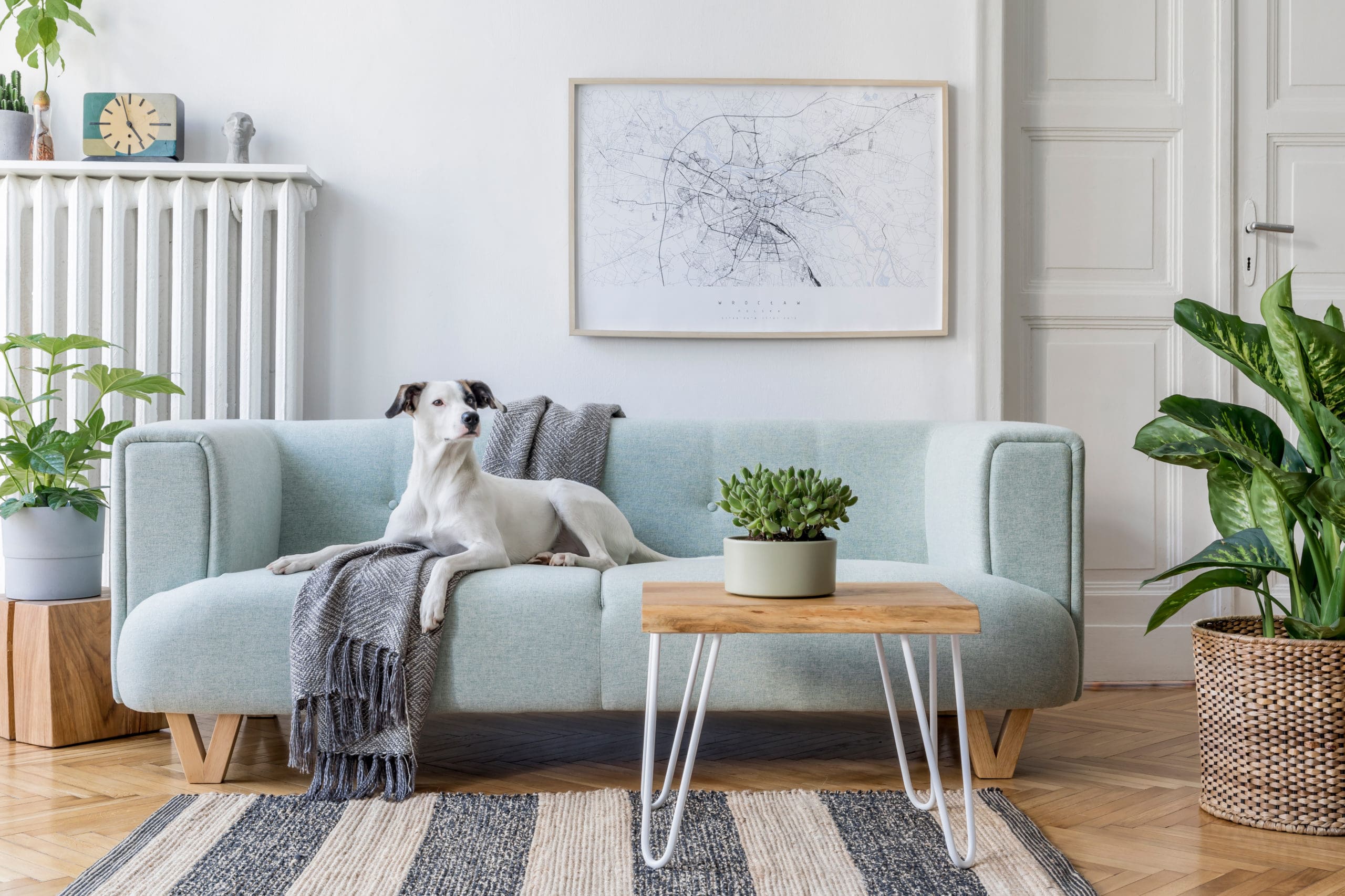Stylish scandinavian living room interior of modern apartment with mint sofa, design coffee table, furnitures, plants and elegant accessories. Beautiful dog lying on the couch. Home decor. Template.